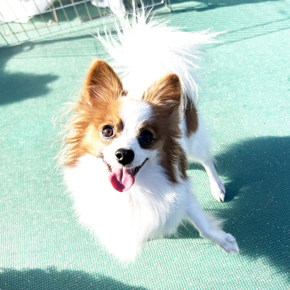 生徒が撮影したモデル犬写真①